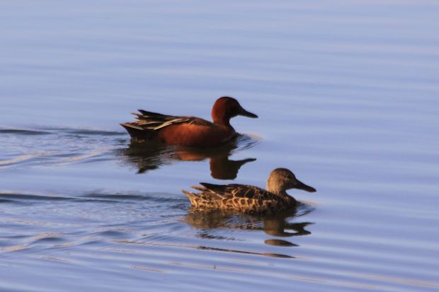 Ducks